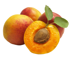 Apricot PNG-12643
